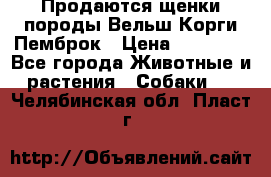 Продаются щенки породы Вельш Корги Пемброк › Цена ­ 40 000 - Все города Животные и растения » Собаки   . Челябинская обл.,Пласт г.